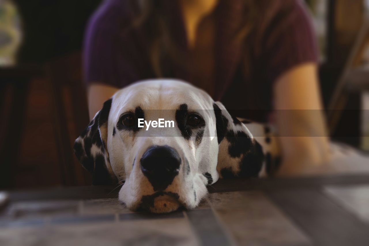 Close-up of dalmatian dog on woman lap