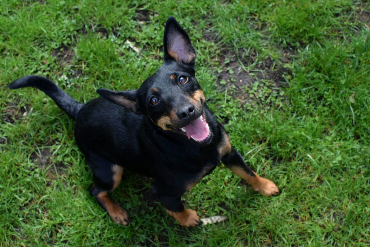 Portrait of miniature pinscher sitting on grassy field