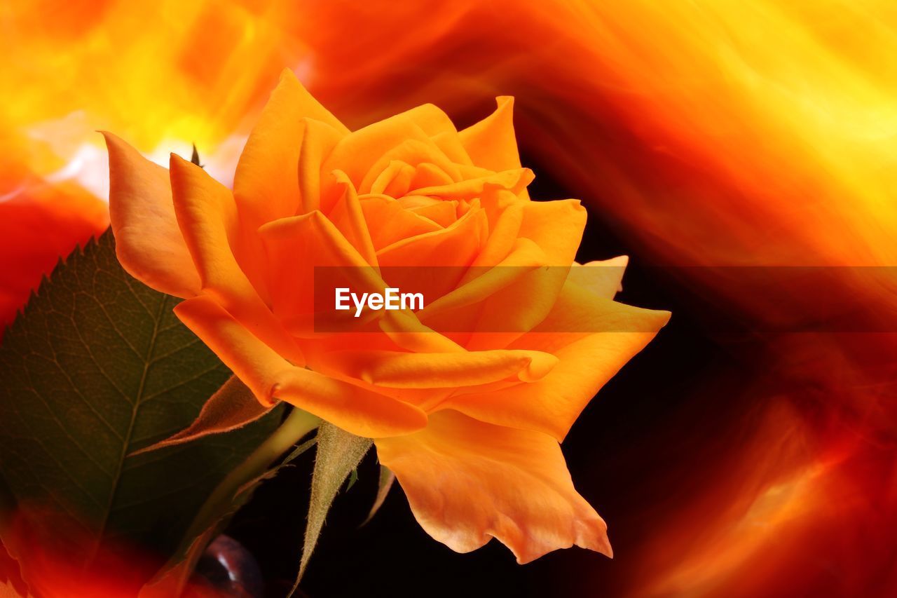 CLOSE-UP OF ORANGE ROSE FLOWER IN BLOOM