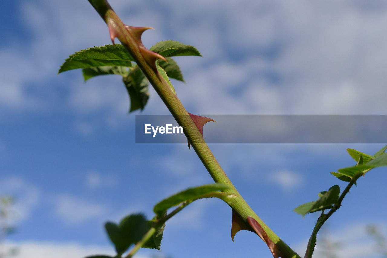 Low angle view of plant against sky