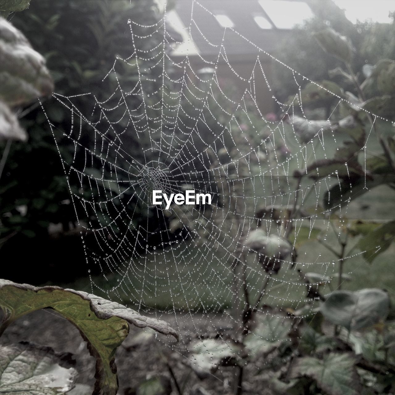 Dew drops on spider web in forest