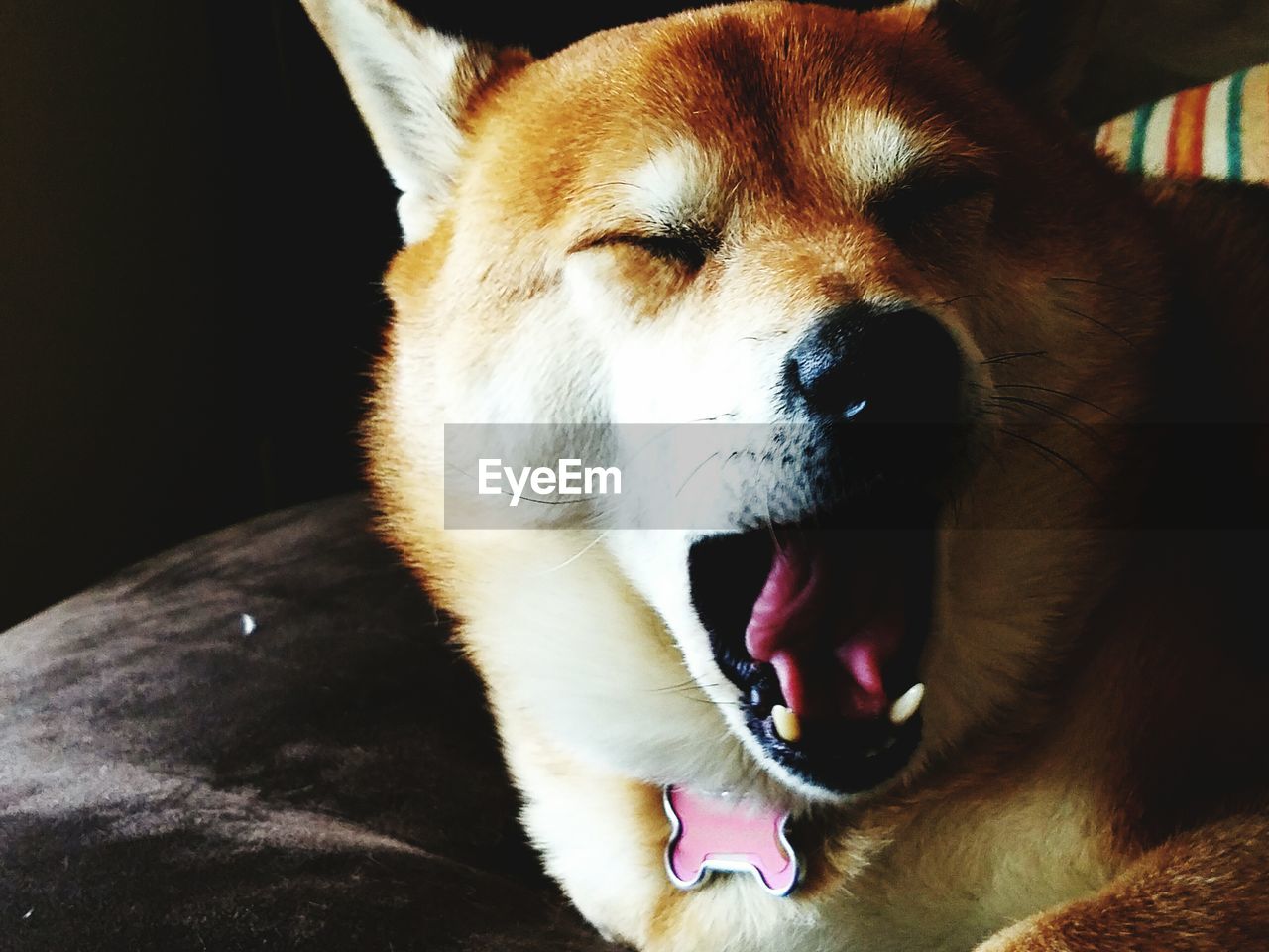 CLOSE-UP OF DOG YAWNING IN MOUTH