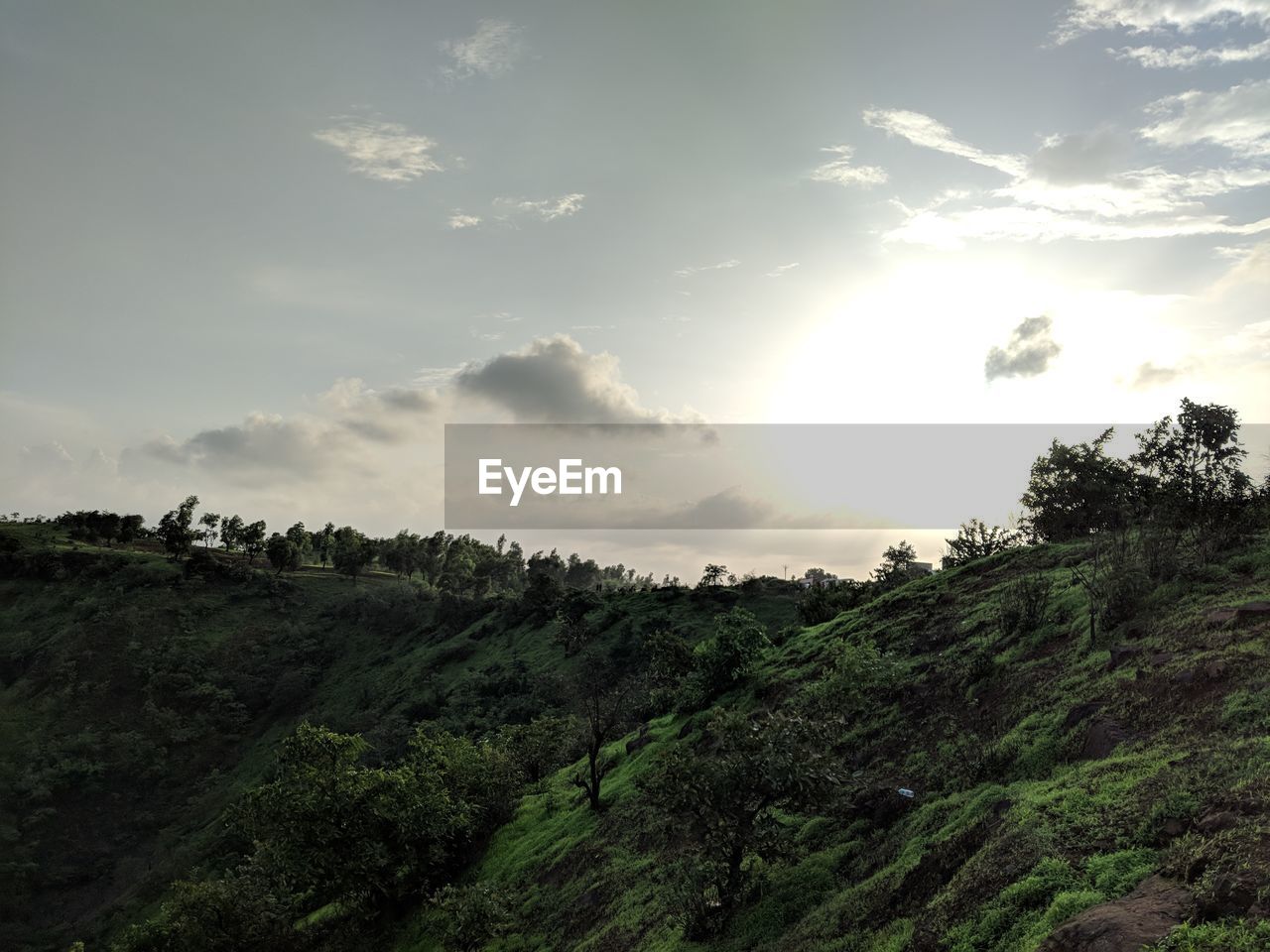 PANORAMIC SHOT OF TREES ON LANDSCAPE AGAINST SKY