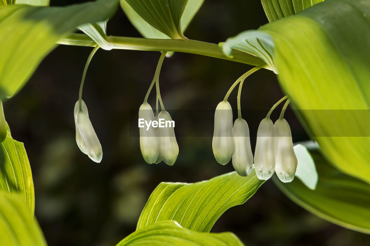 Close-up of white flowering plant