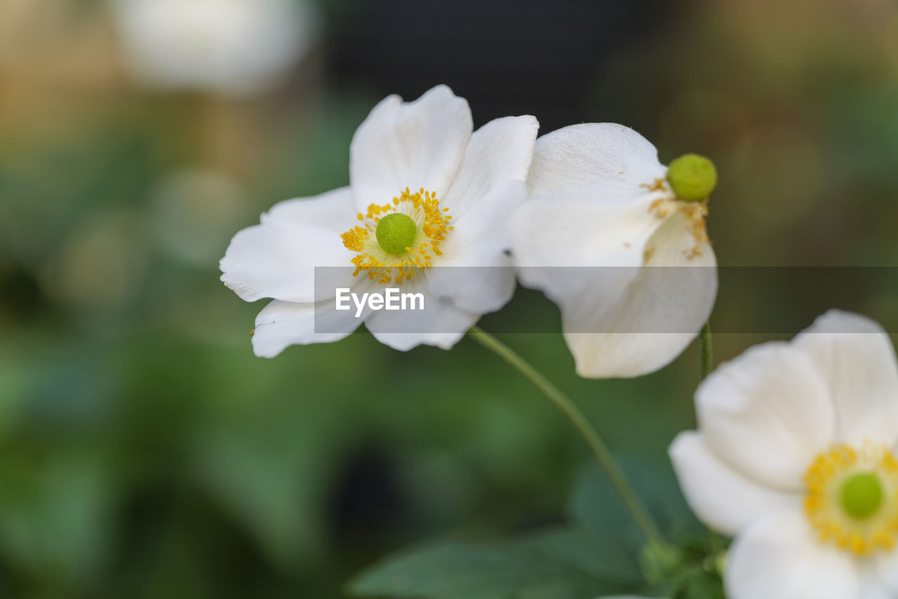 Close-up of white japanese anemone blossoms anemone hupehensis in backlit with blurry background