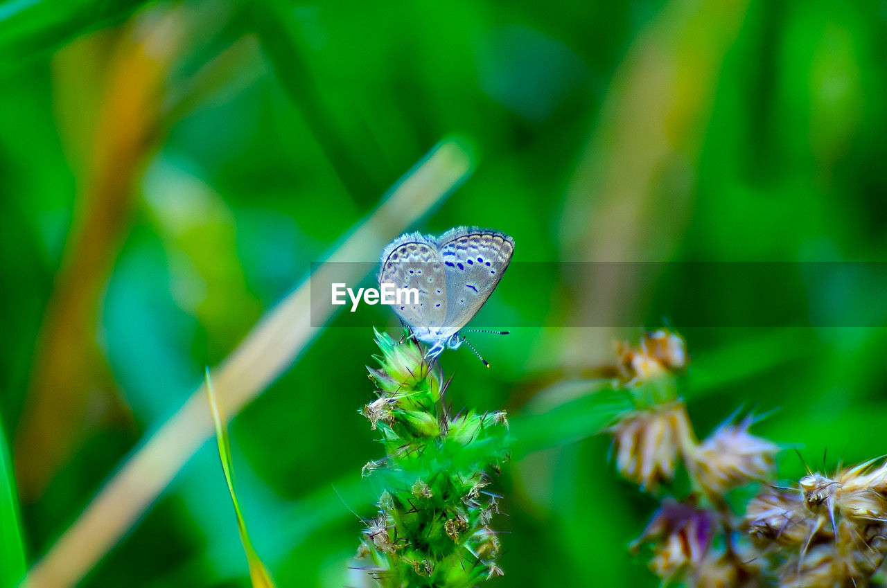 green, plant, nature, insect, animal wildlife, animal, animal themes, beauty in nature, butterfly, grass, close-up, wildlife, flower, macro photography, one animal, animal wing, no people, fragility, plant part, moths and butterflies, leaf, environment, macro, meadow, selective focus, focus on foreground, outdoors, freshness, flowering plant, day, growth, summer, water, animal body part, land, environmental conservation, tranquility