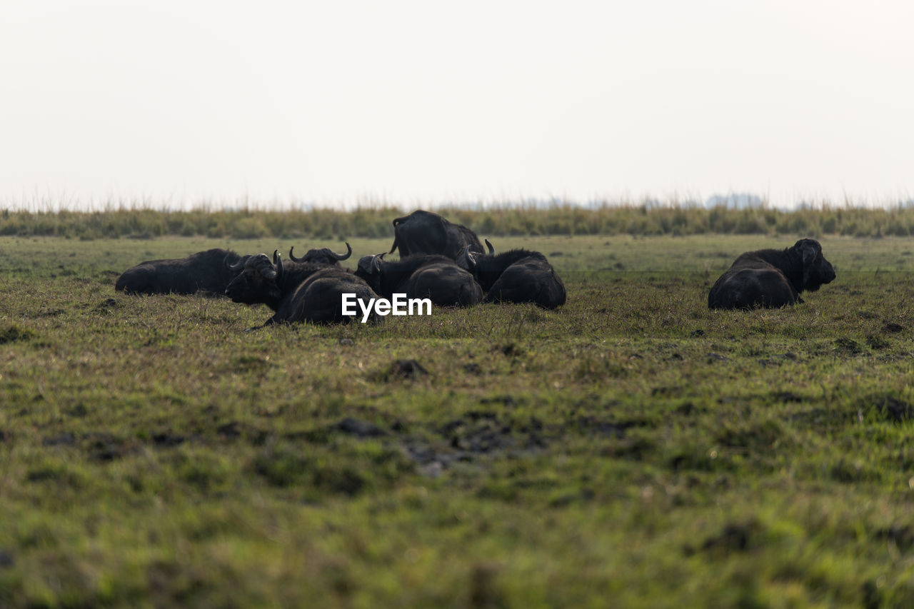 Buffalos in a field