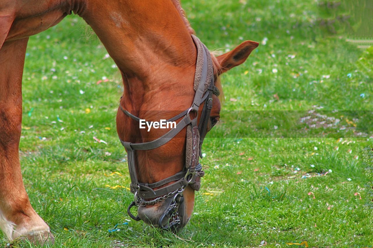 Horse standing on field