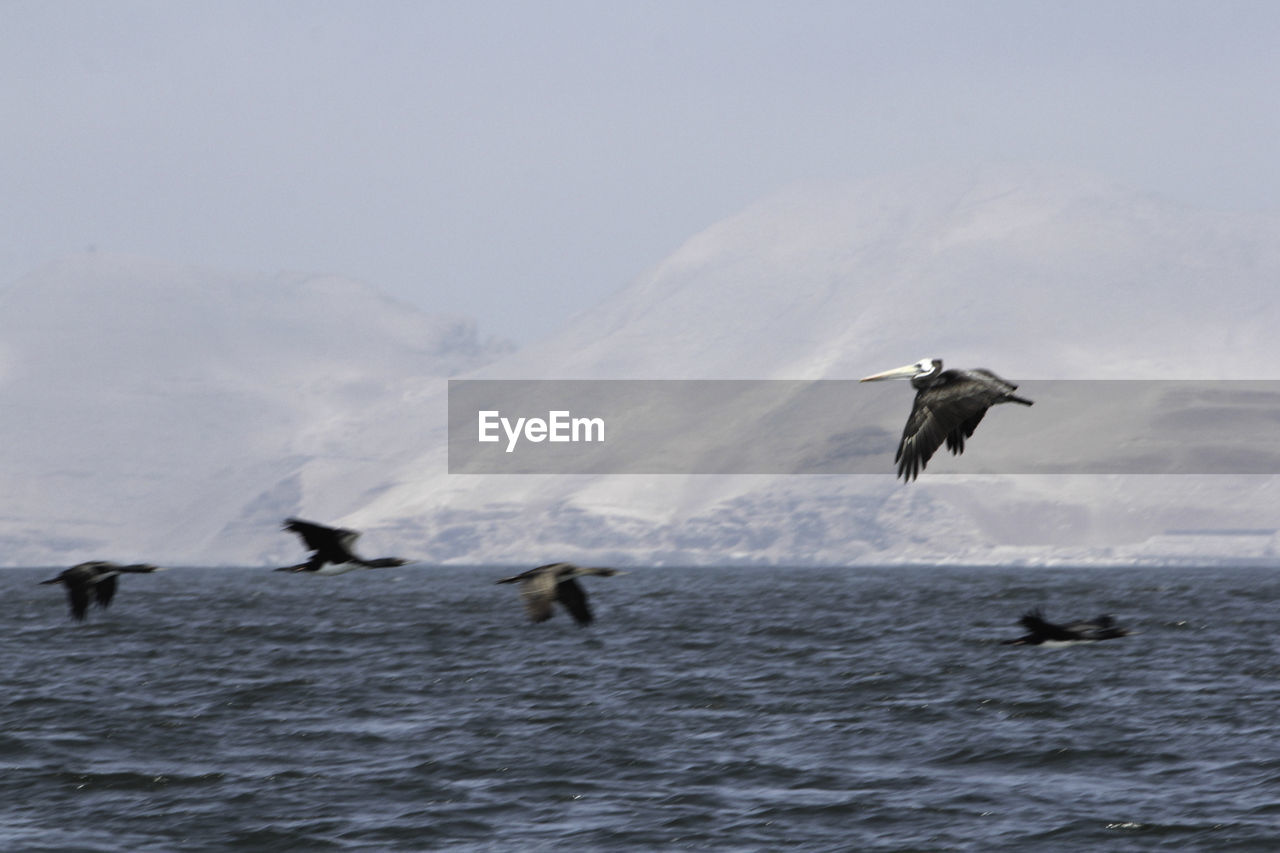 VIEW OF BIRDS FLYING OVER SEA AGAINST SKY