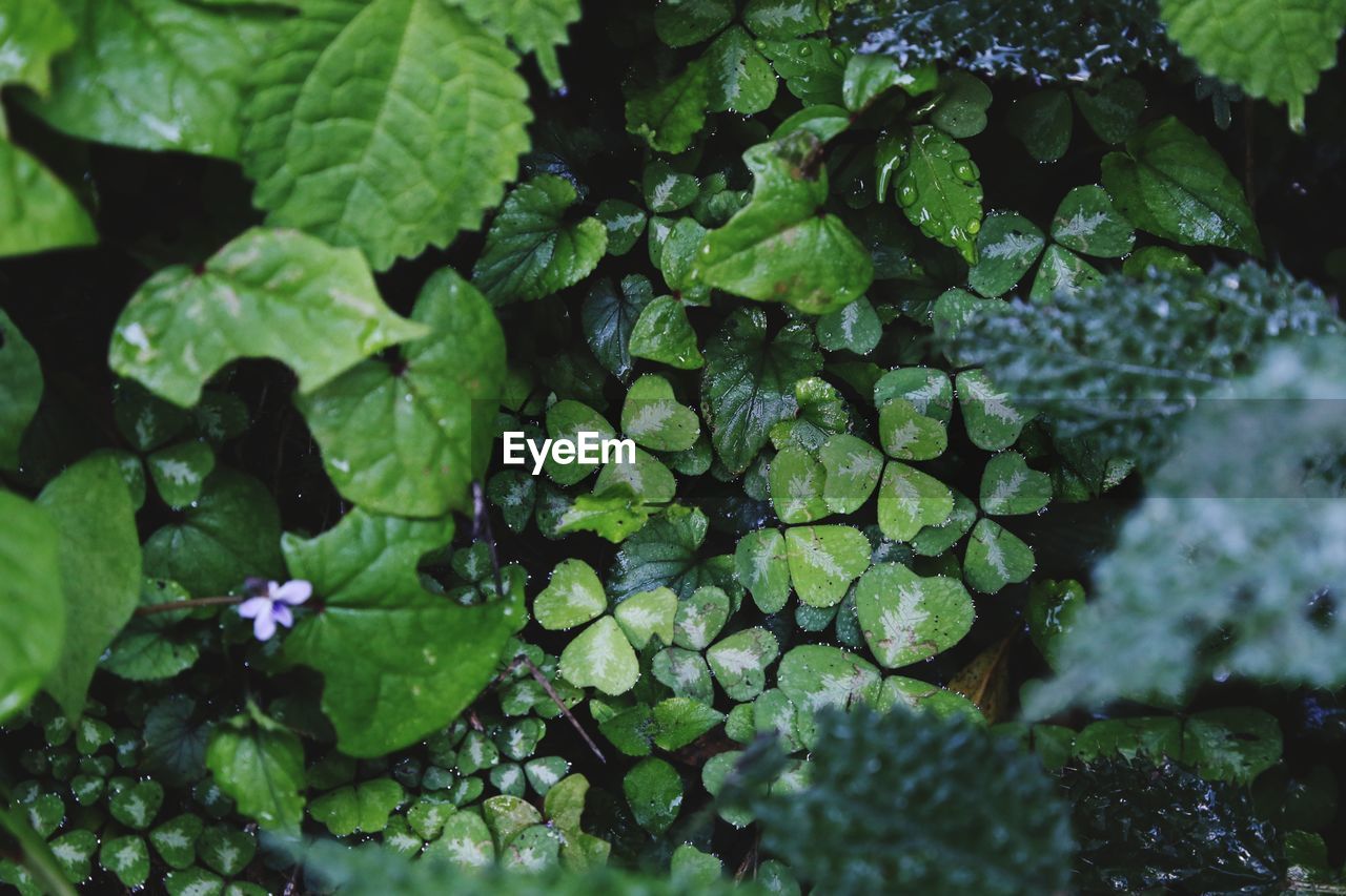 High angle view of raindrops on leaves