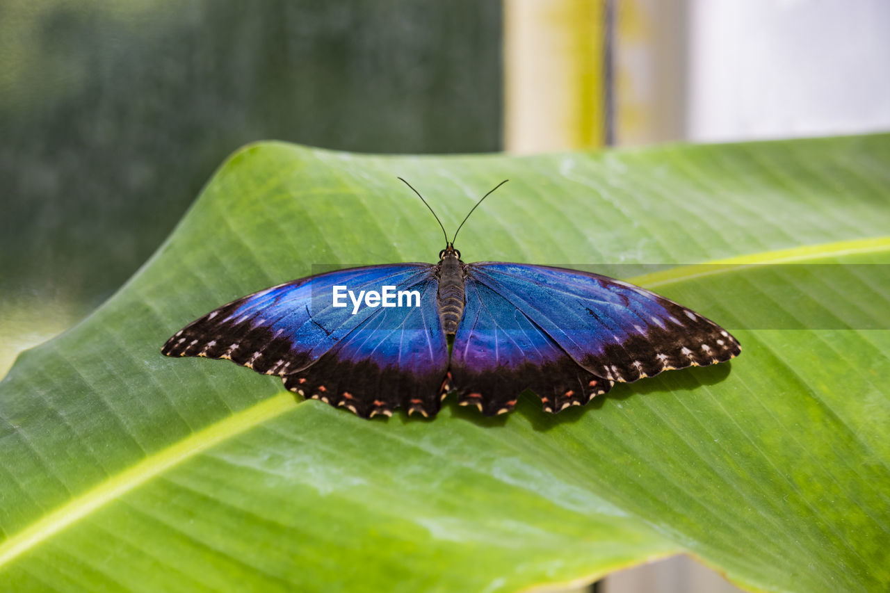 CLOSE-UP OF BUTTERFLY ON LEAF