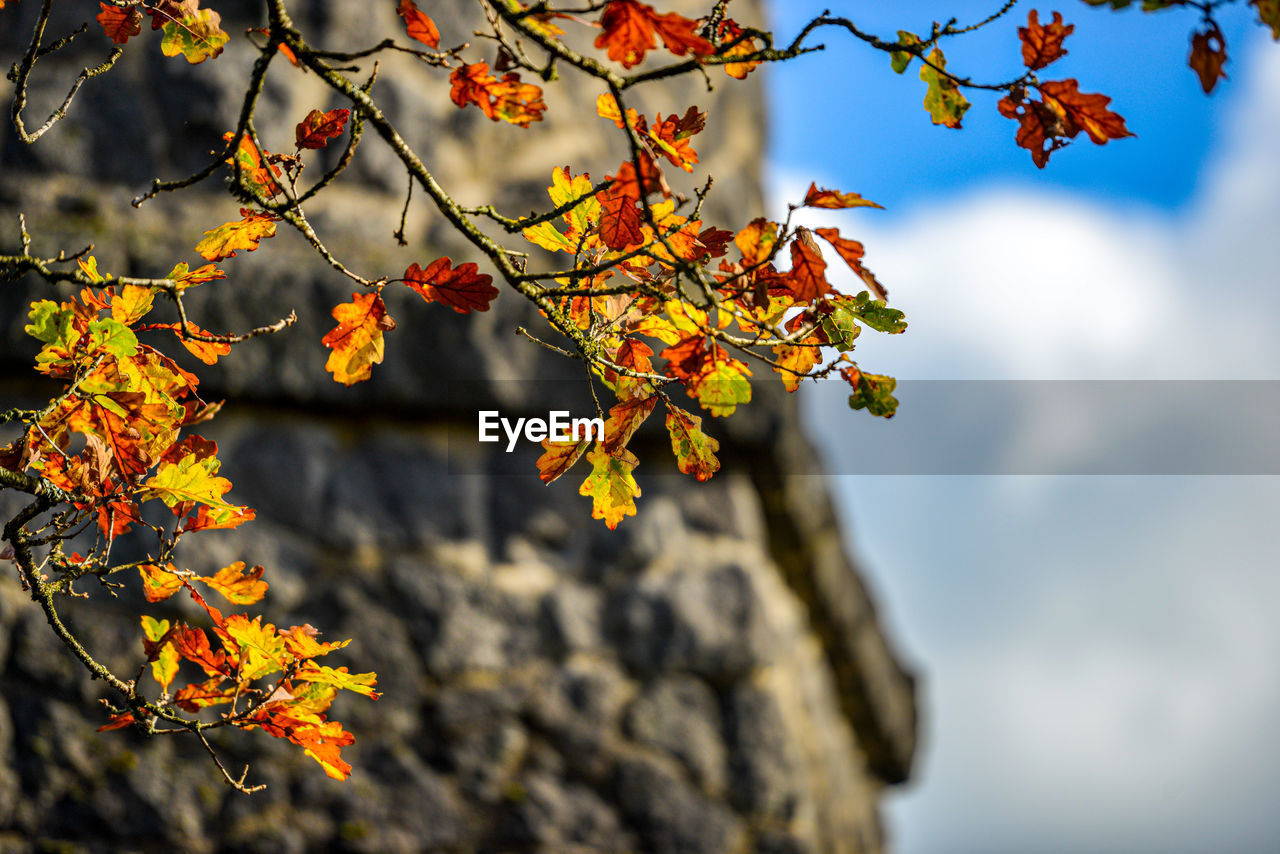 Low angle view of autumnal tree against sky