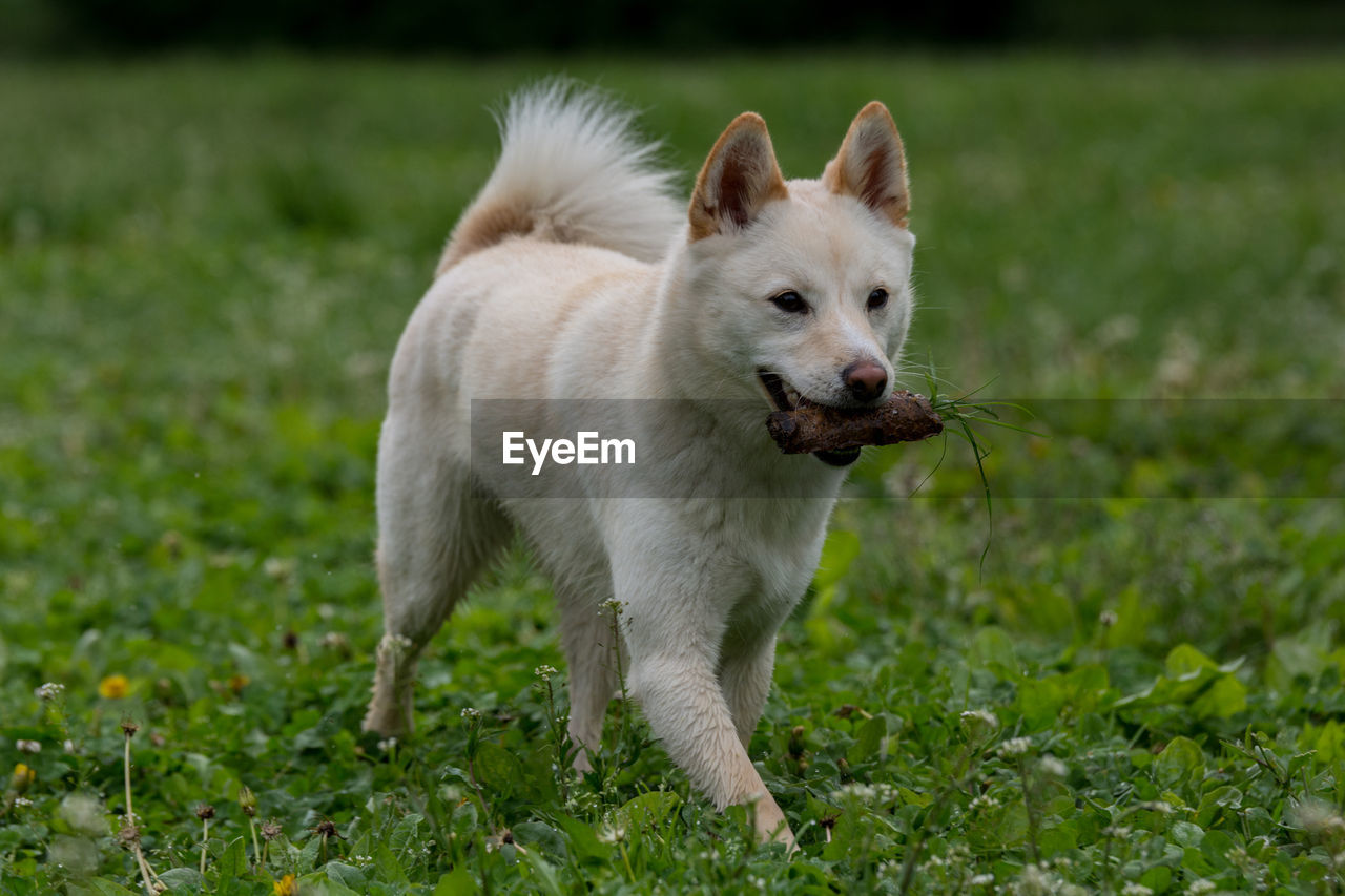 Shiba inu with stick in mouth walking on grassy field