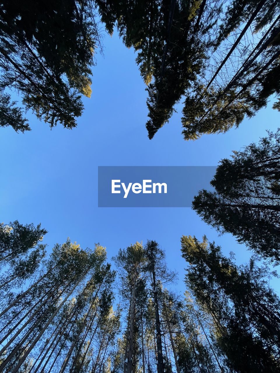 Low angle view of trees against sky