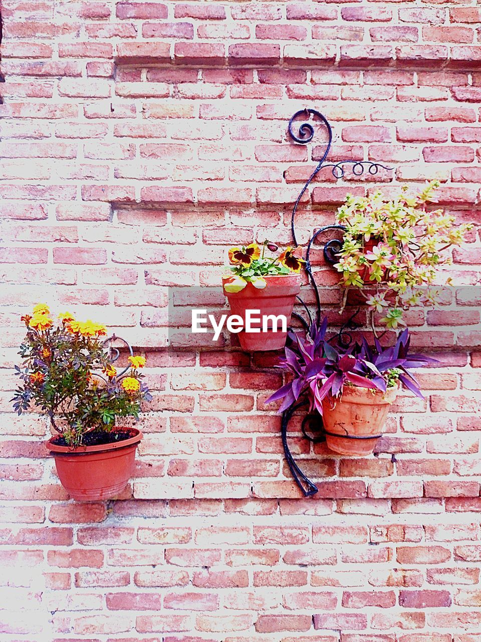 PLANTS GROWING ON WALL