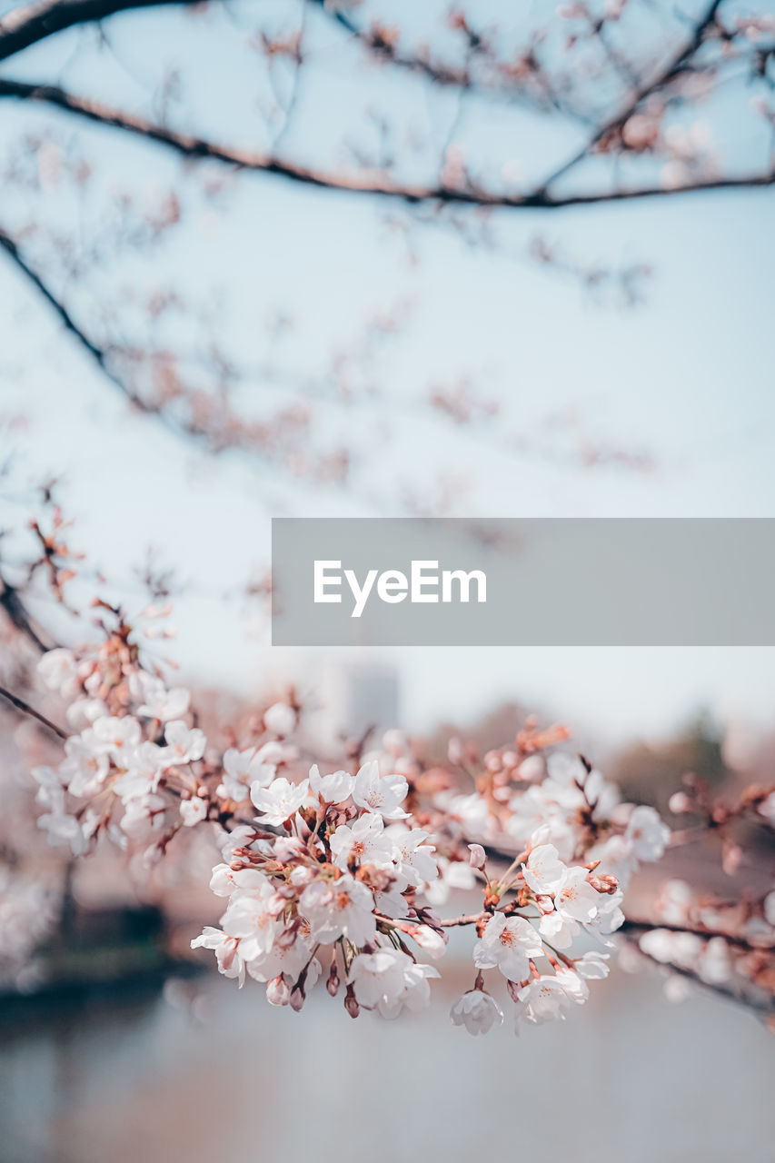 Close-up of cherry blossom tree