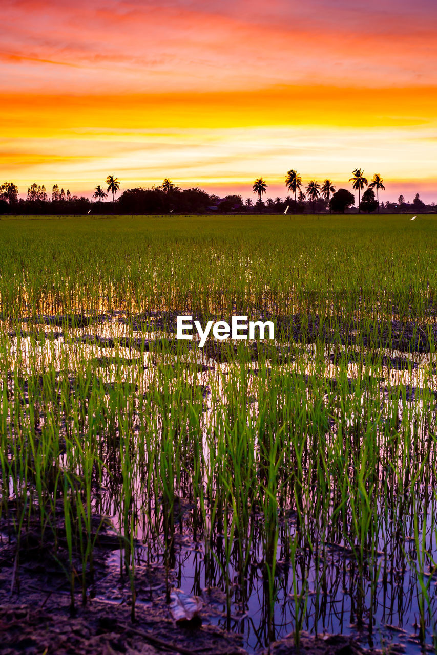 Scenic view of field against sky during sunset