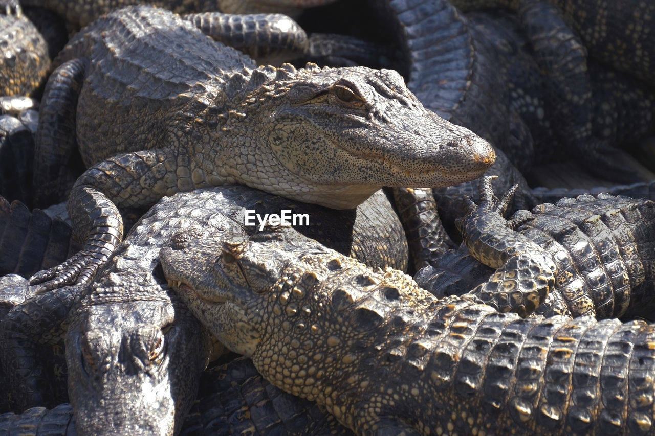 Aligators breeding farm in the florida. 