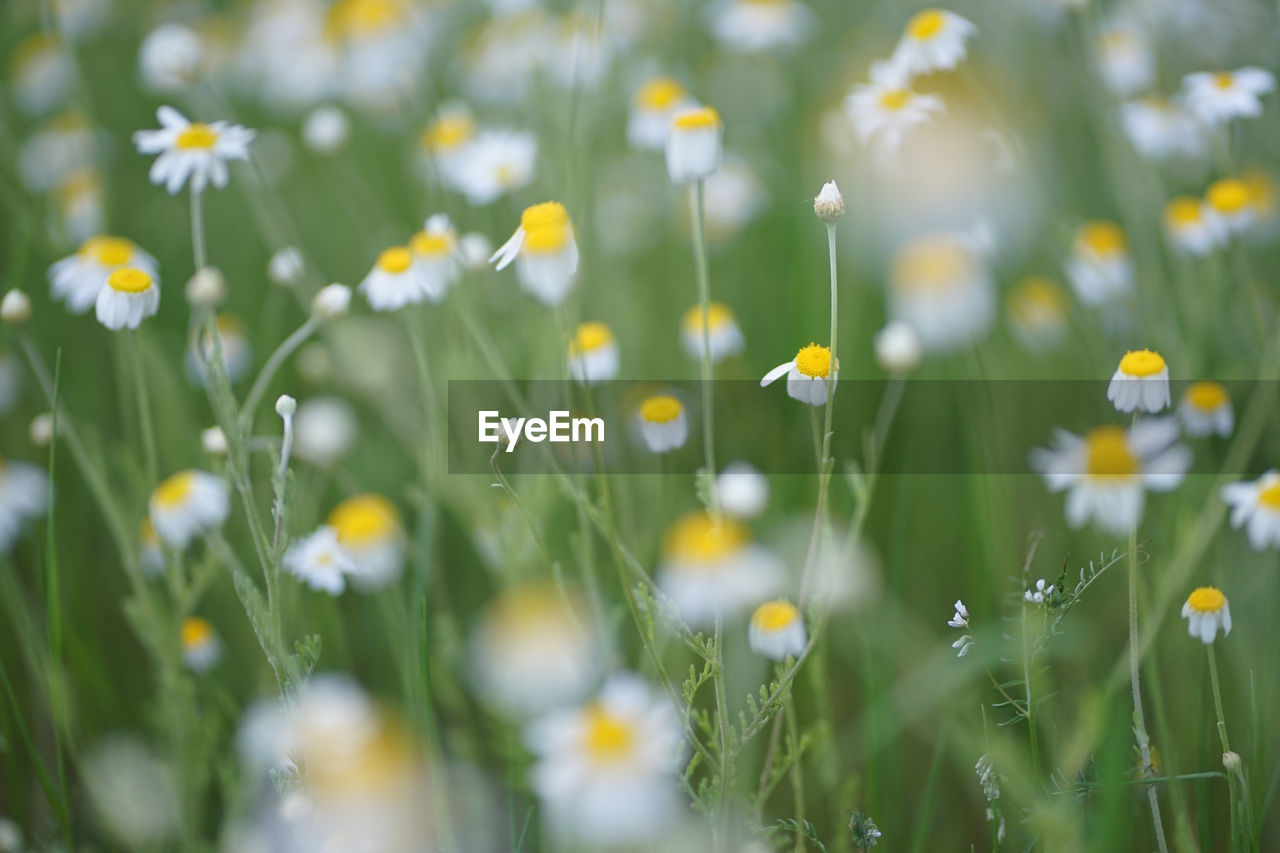 CLOSE-UP OF YELLOW FLOWERS ON FIELD