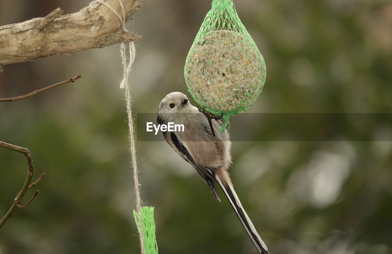 VIEW OF BIRD PERCHING ON BRANCH