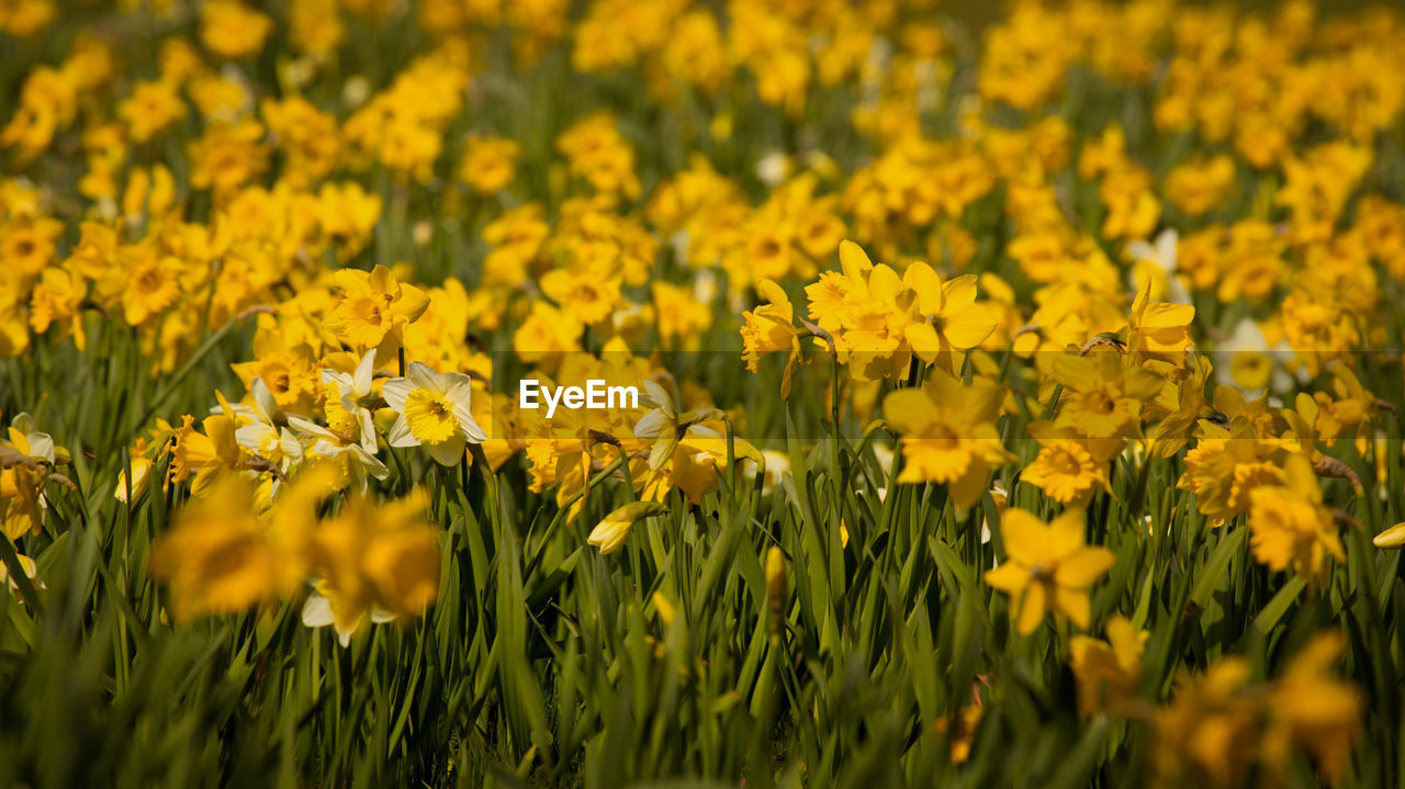 CLOSE-UP OF YELLOW FLOWERS IN FIELD