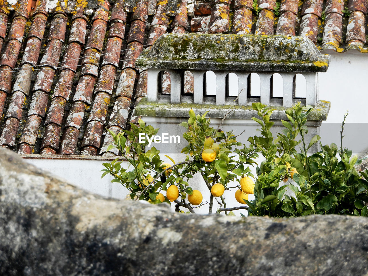 Lemons growing by wall of building