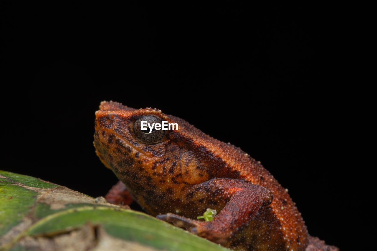 CLOSE-UP OF A LIZARD