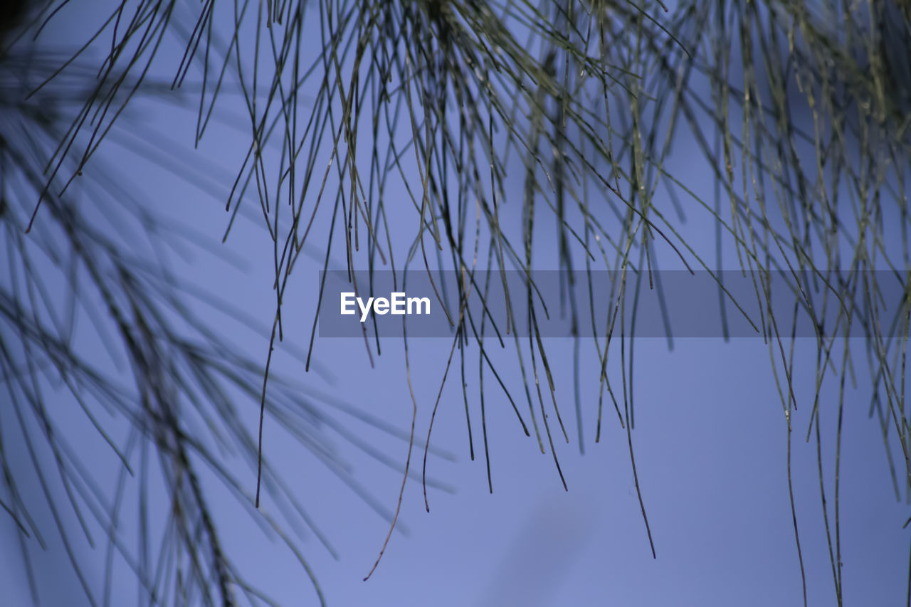 LOW ANGLE VIEW OF BRANCHES AGAINST BLUE SKY