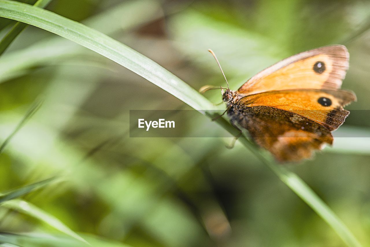 Butterfly on leaf