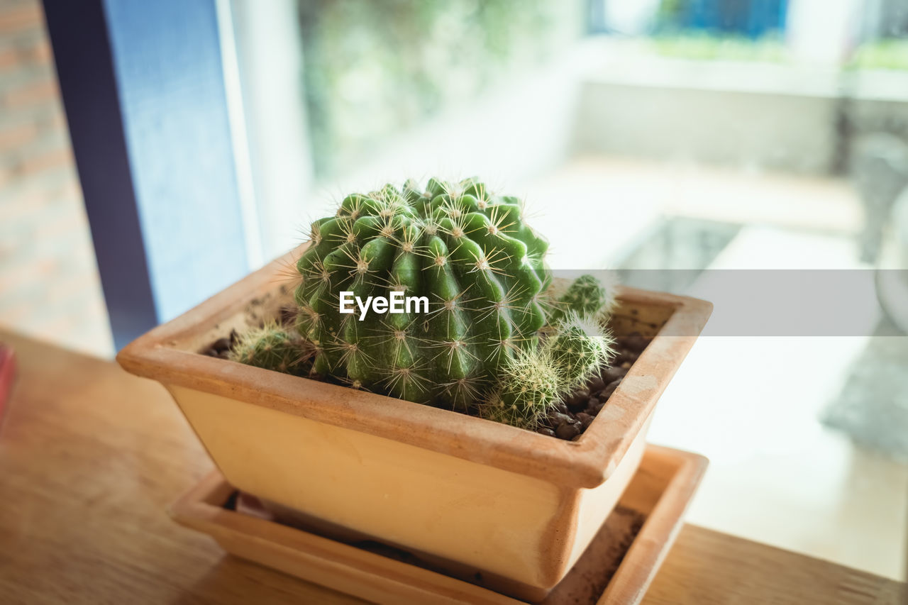 CLOSE-UP OF POTTED CACTUS ON TABLE