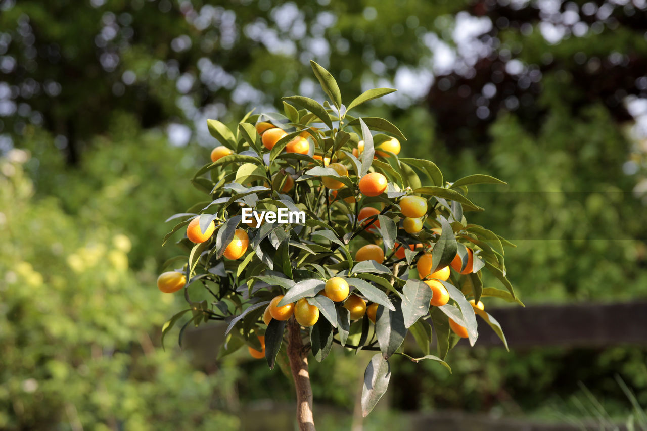 Close-up of fruits growing on tree