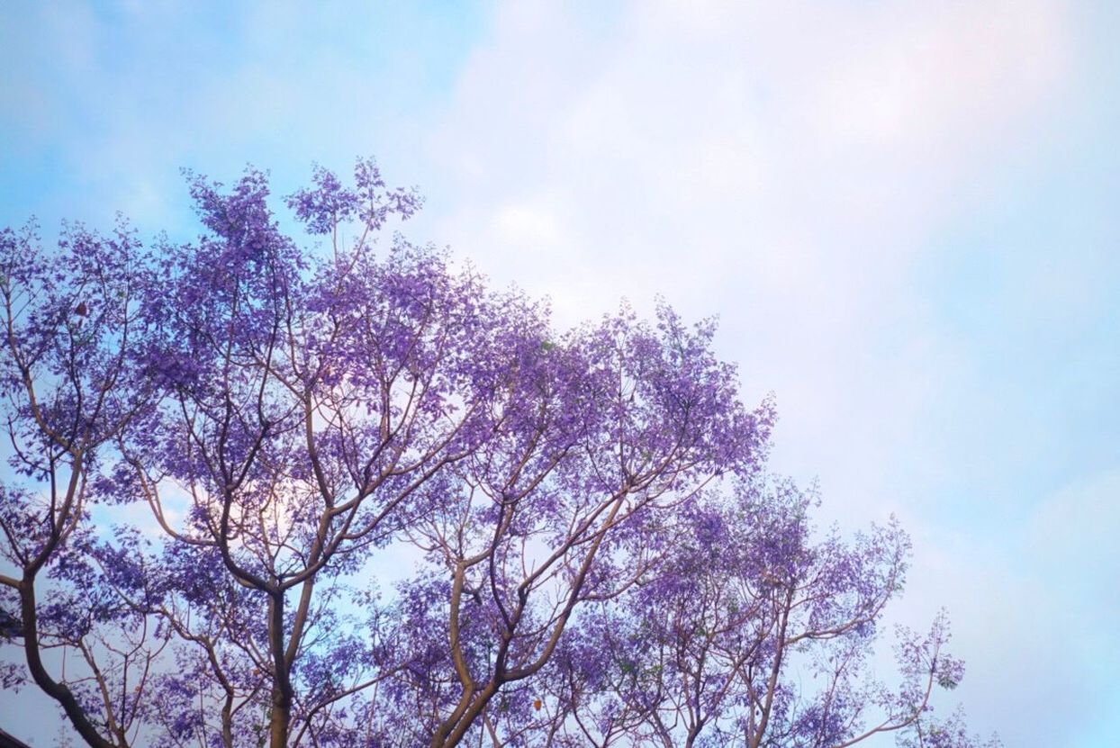 LOW ANGLE VIEW OF FLOWER TREE