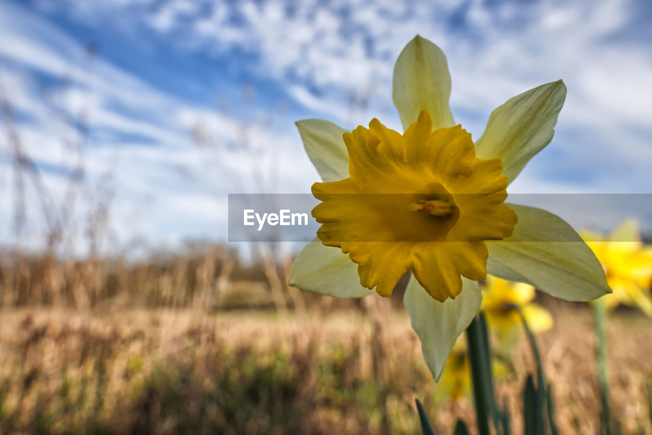 plant, flower, flowering plant, yellow, beauty in nature, freshness, nature, flower head, field, sky, inflorescence, petal, growth, narcissus, fragility, close-up, springtime, cloud, landscape, meadow, focus on foreground, blossom, prairie, daffodil, no people, outdoors, sunlight, rural scene, vibrant color, grass, wildflower, environment, land, botany, day, tranquility, blue, plant stem, pollen