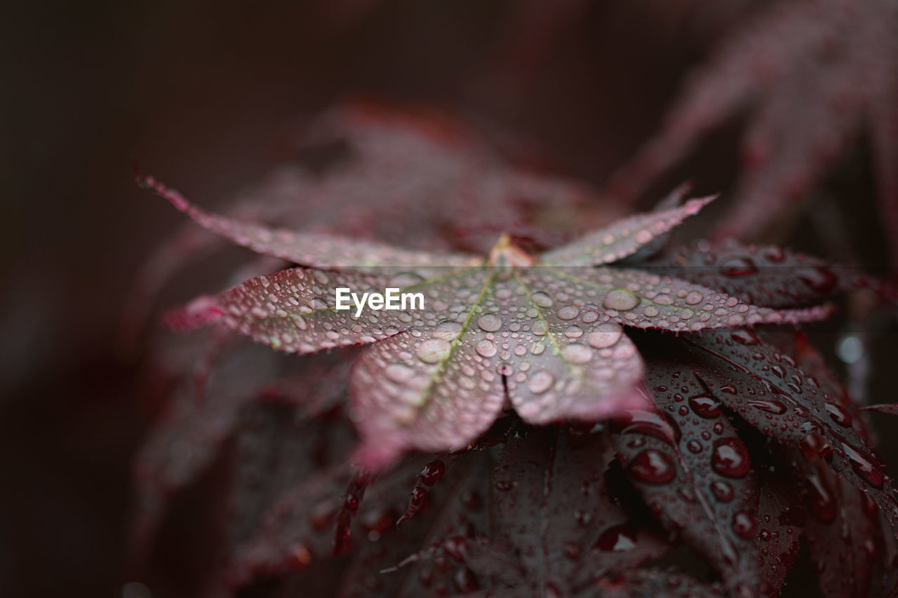 Close-up of raindrops on maple leaves