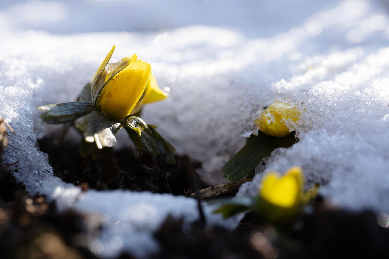 CLOSE-UP OF WET YELLOW FLOWER ON PLANT