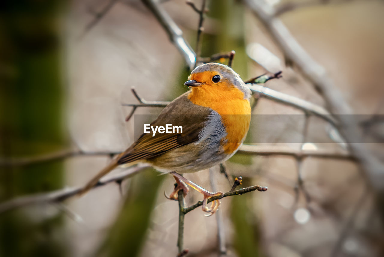 Robin redbreast