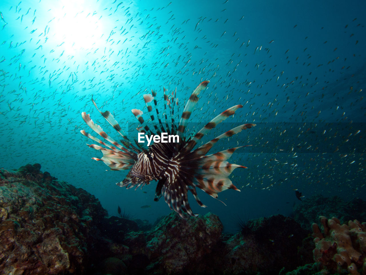 Close-up of lionfish swimming in sea