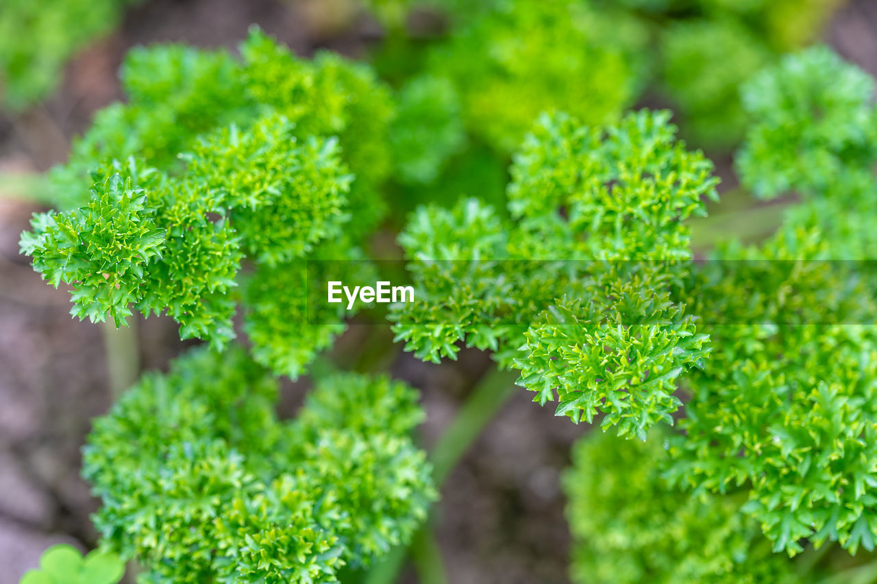 CLOSE-UP OF GREEN PLANTS