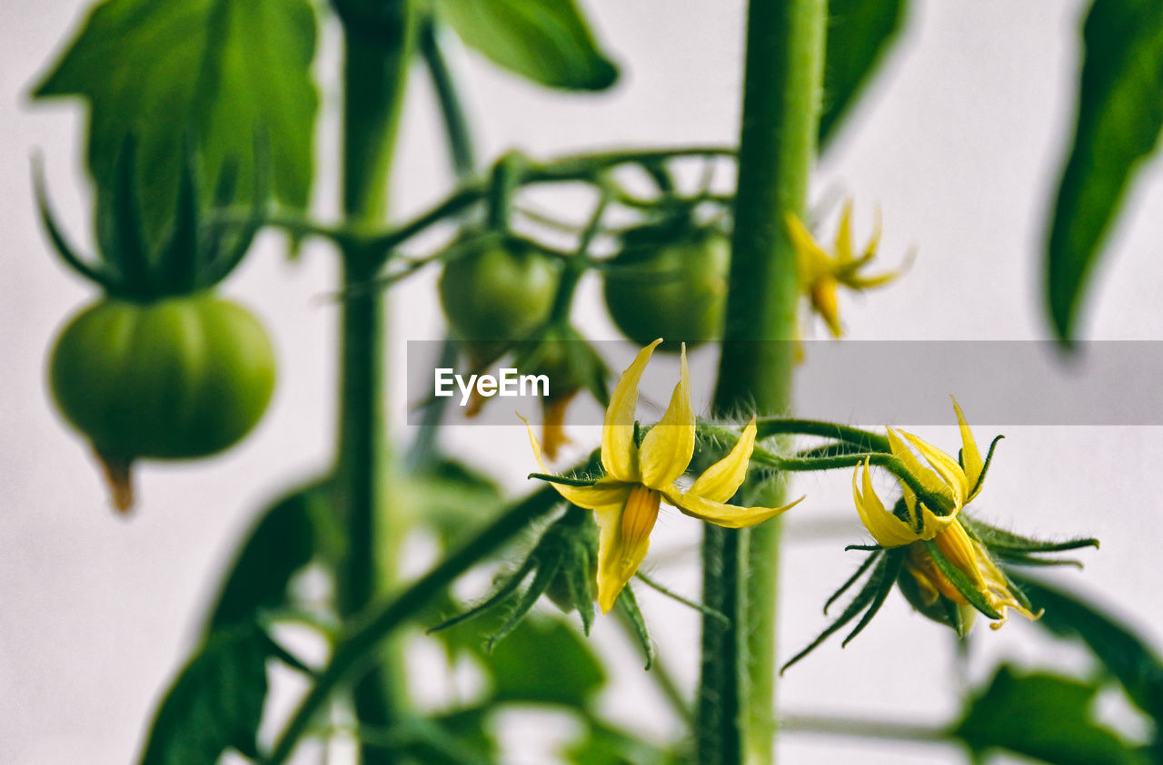 CLOSE-UP OF YELLOW FLOWER