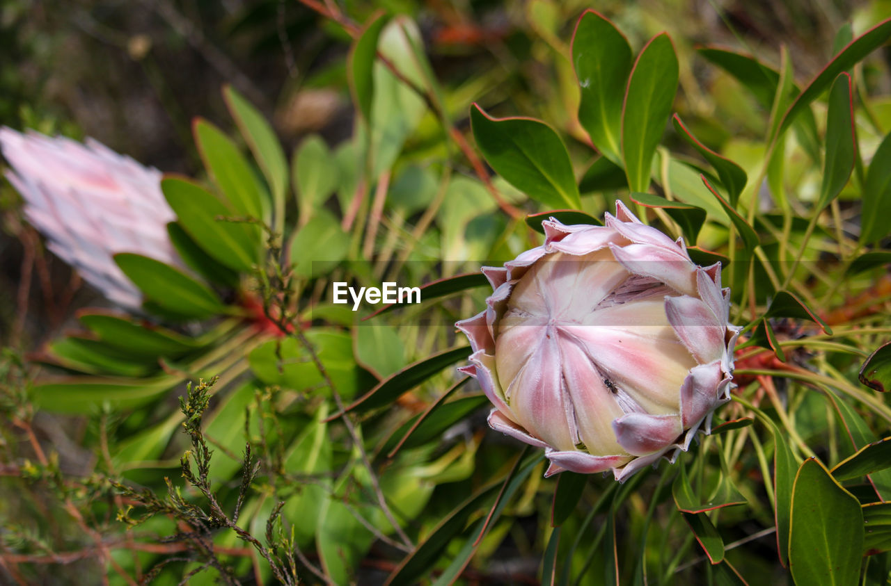 Close-up of pink flowering protea