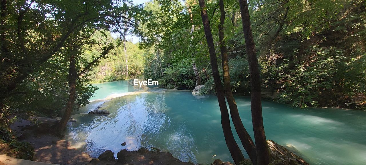 Scenic view of river amidst trees in forest