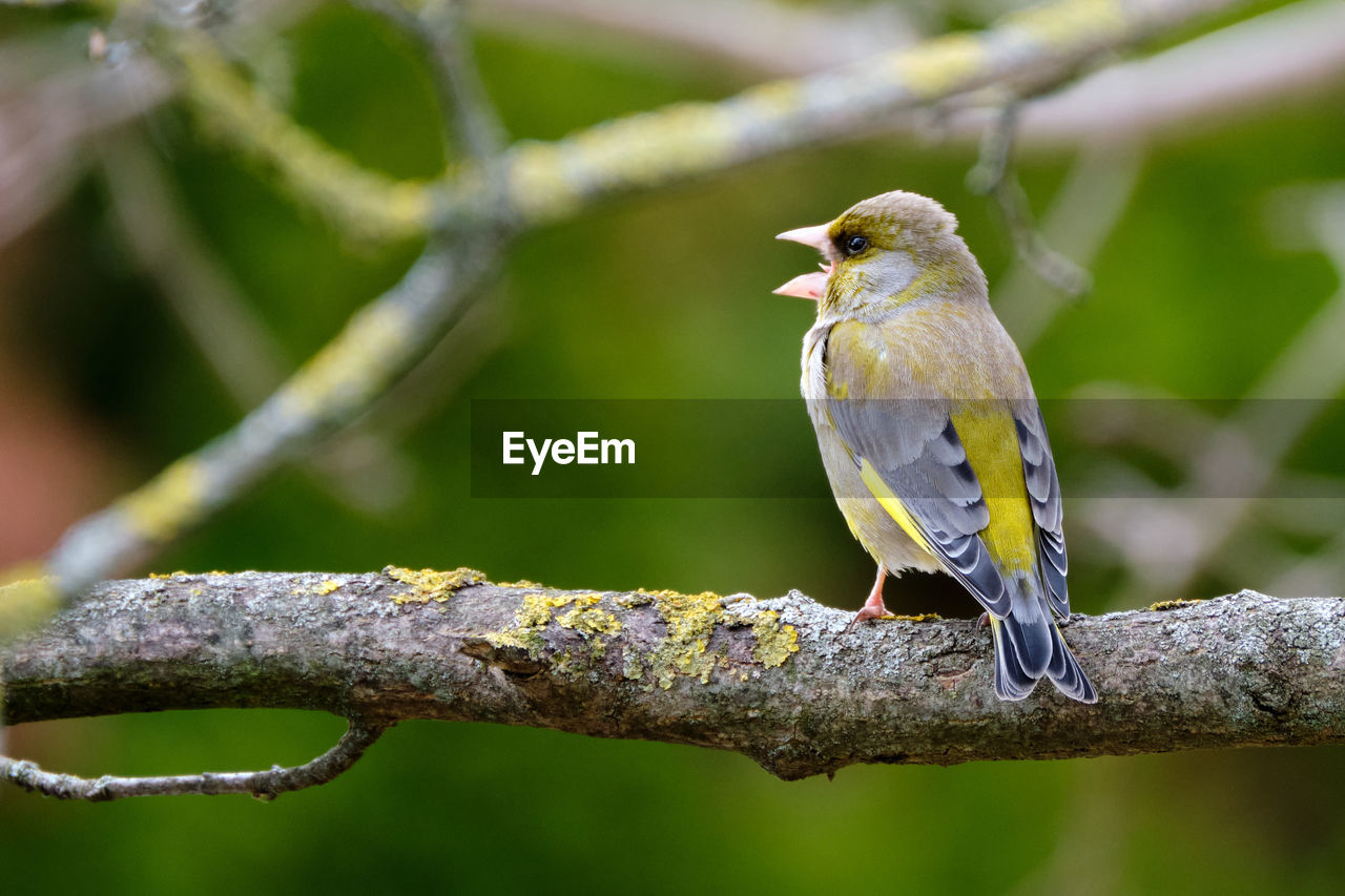 CLOSE-UP OF BIRD PERCHING ON A BRANCH