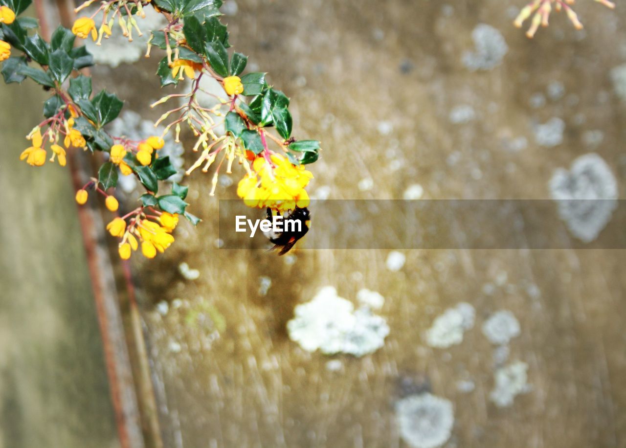 CLOSE UP OF YELLOW FLOWER