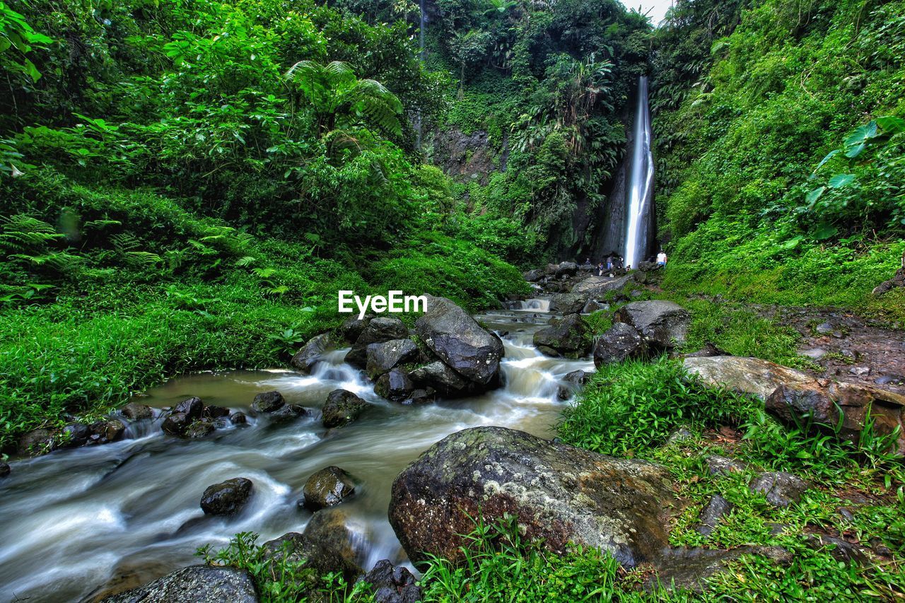 Stream flowing through rocks in forest