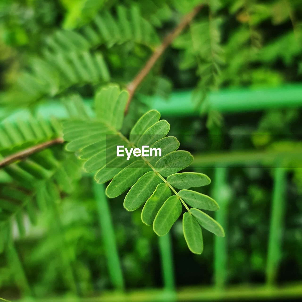 CLOSE-UP OF FERN LEAVES