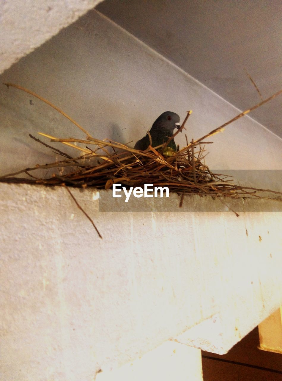 PIGEON PERCHING ON WALL