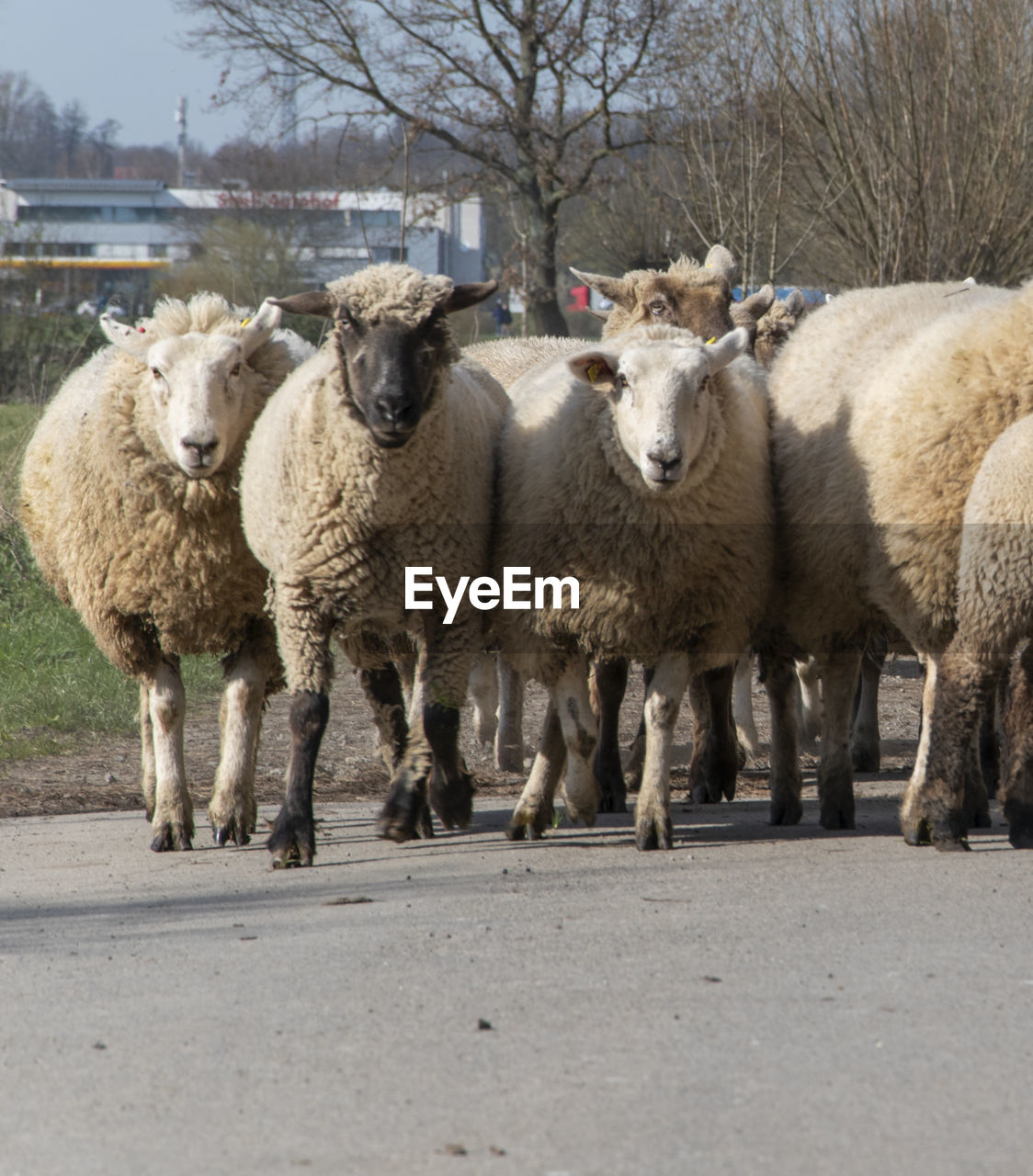 These sheep are put out to pasture in march