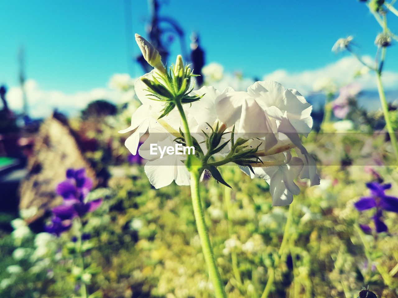 CLOSE-UP OF FRESH FLOWERS BLOOMING IN GARDEN