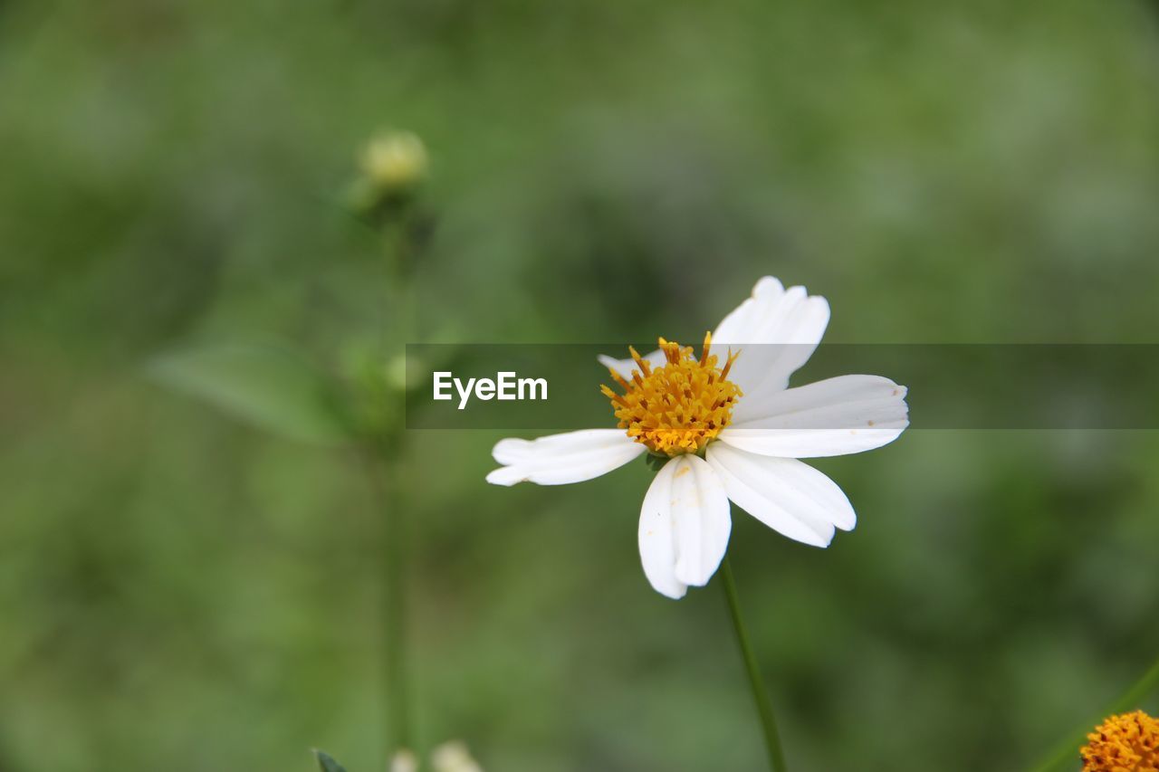 CLOSE-UP OF WHITE FLOWER BLOOMING