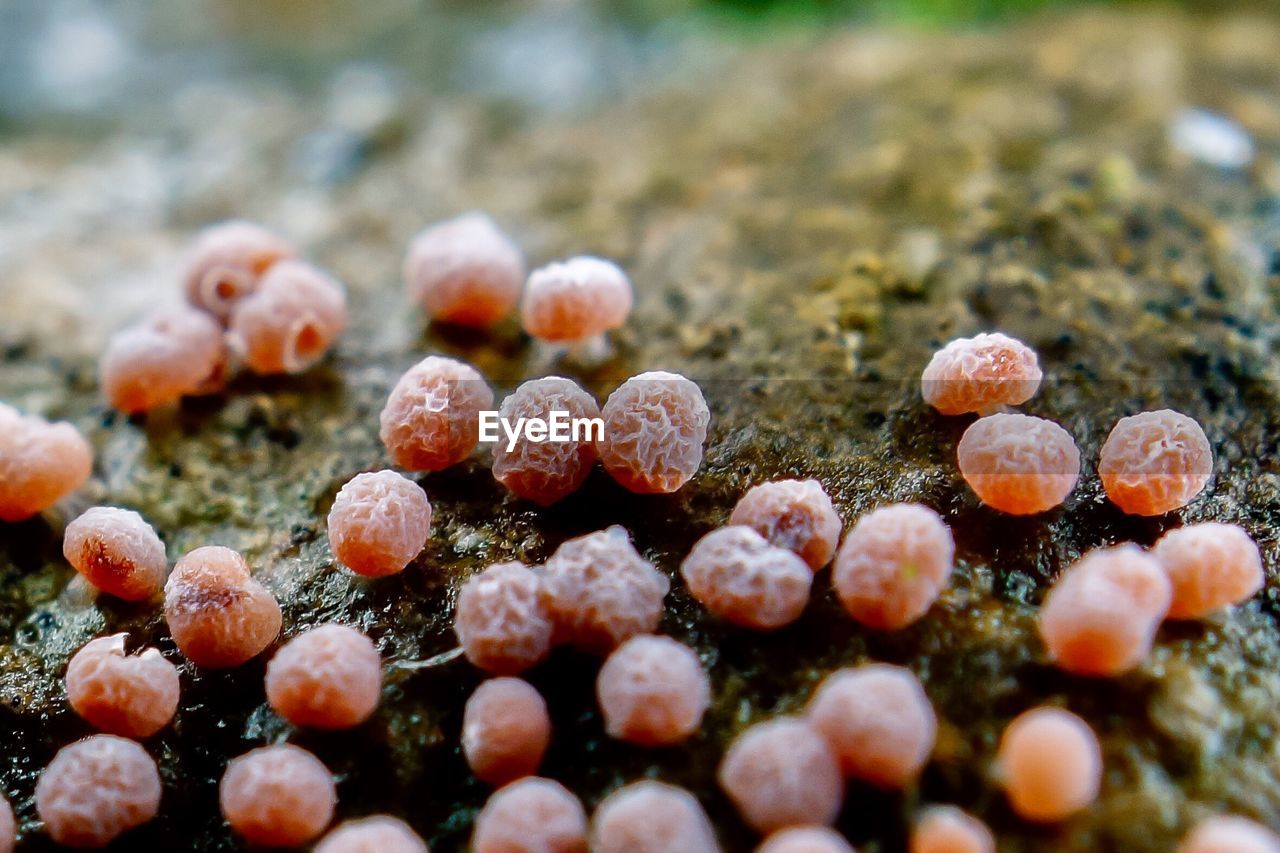 CLOSE-UP OF FUNGUS GROWING ON ROCK